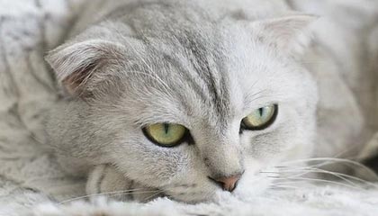 全民K歌1元1000自助下单软件独家揭秘：2025年必学技巧有哪些？