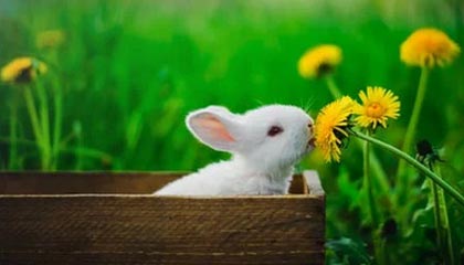 自助下单24小时平台有哪些？盘点十位高效小红书业务下单平台哪家最好？